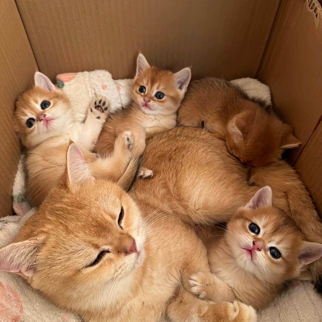 小鱼