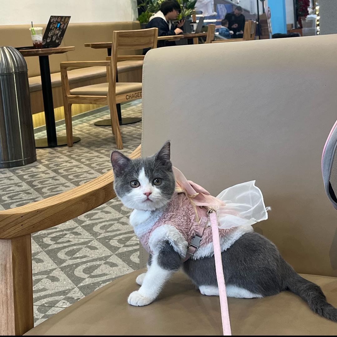 暴躁荷包蛋与百万🐈