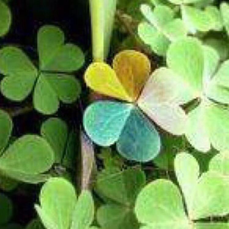 （上海）四叶草(∩_∩)🍀