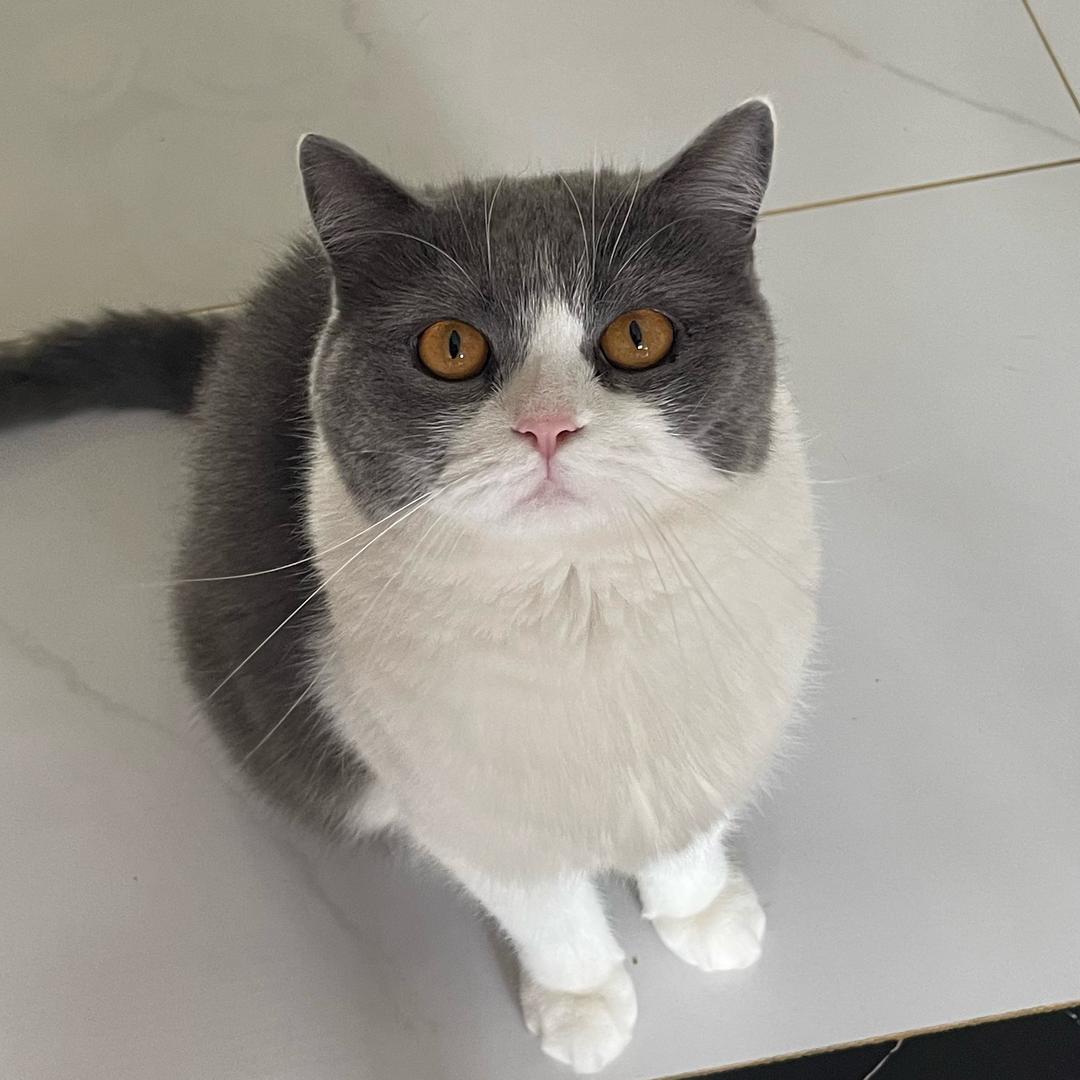 massimo