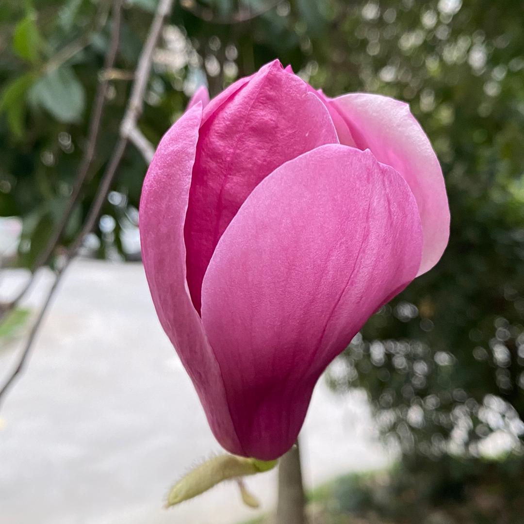玉兰花