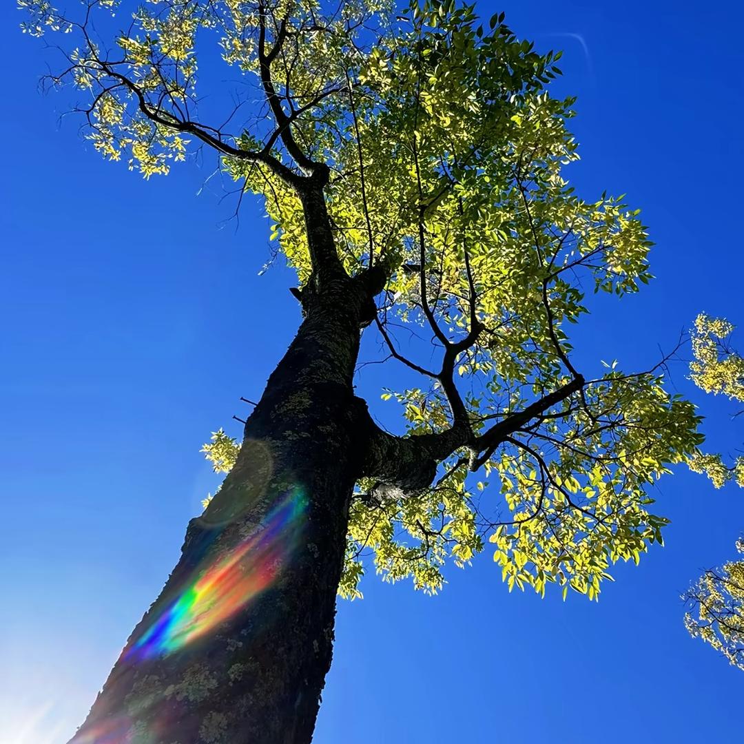 湖南果（我的麦子熟了）