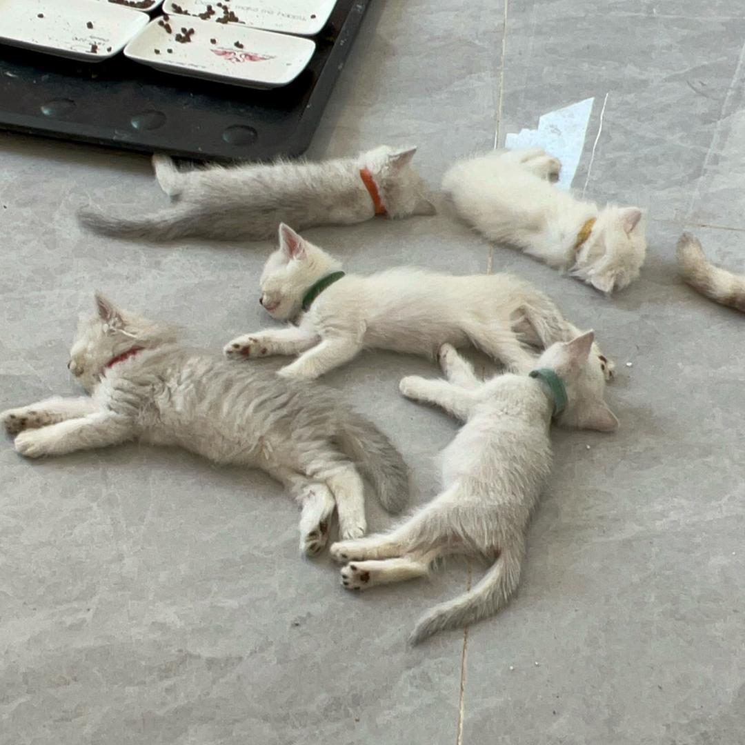 小蔡的银渐层猫咪