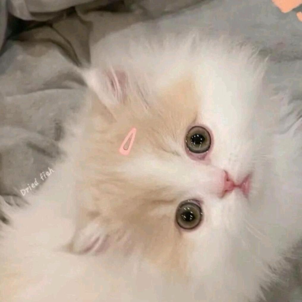 糕糕糯