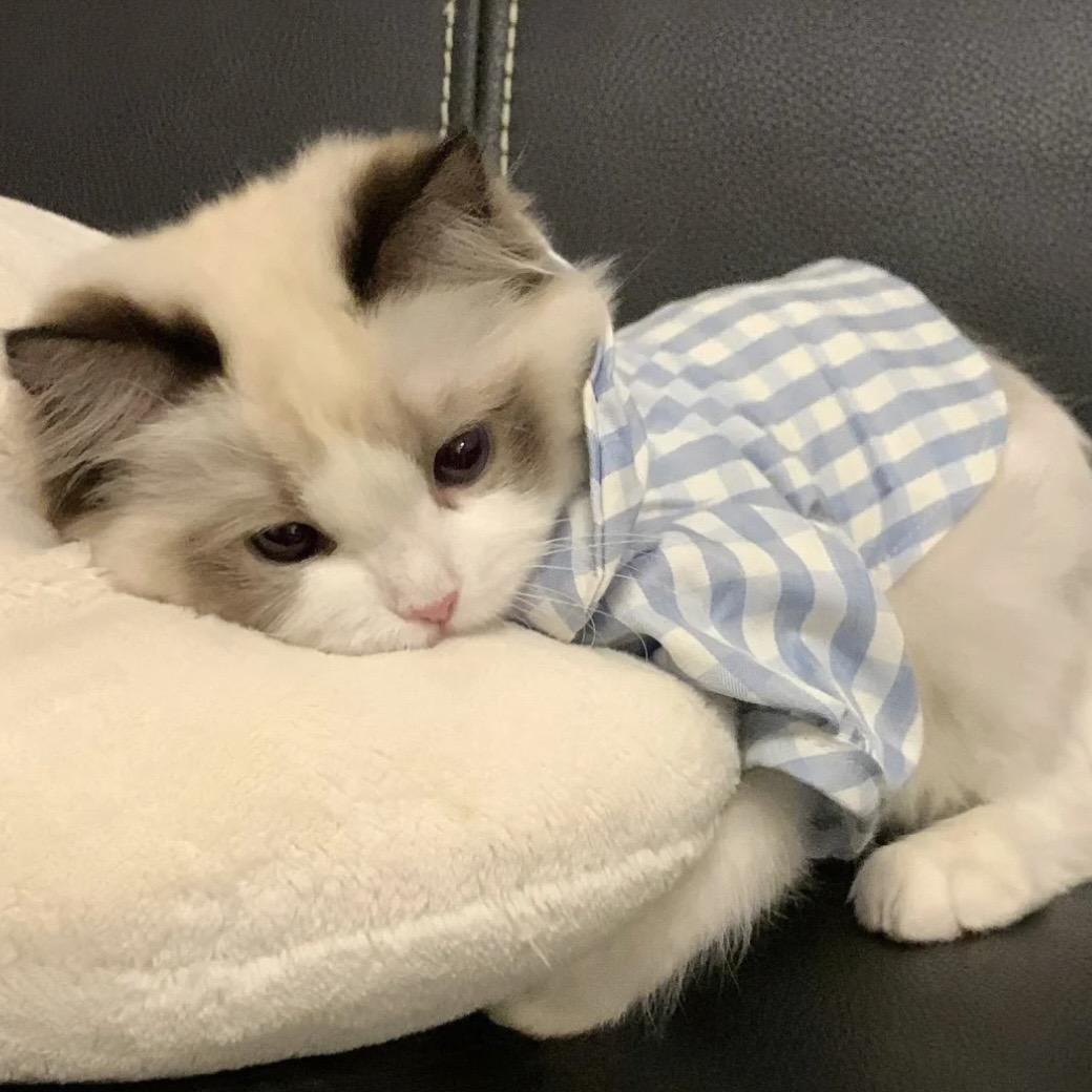 小瑚🍧