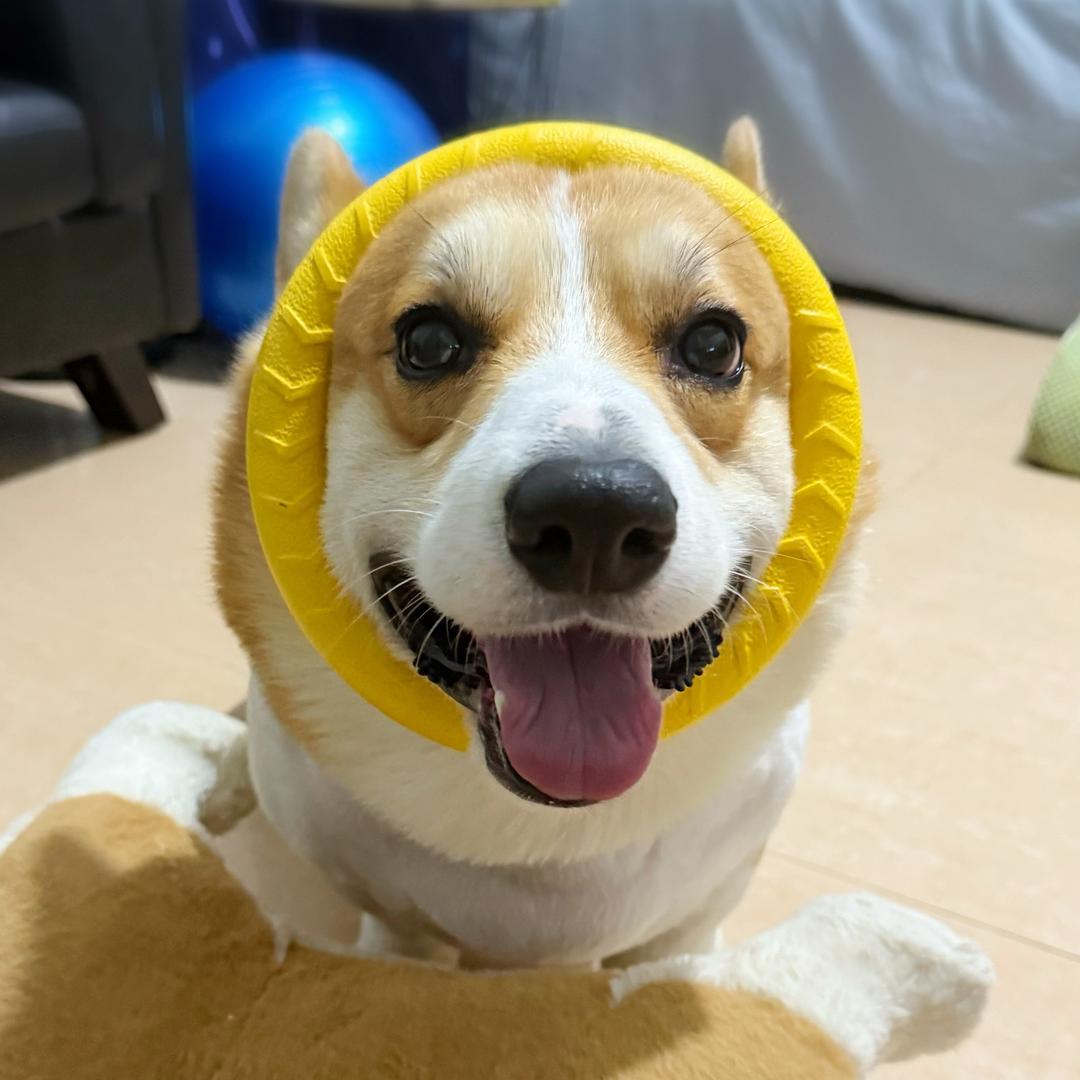 独生子地瓜