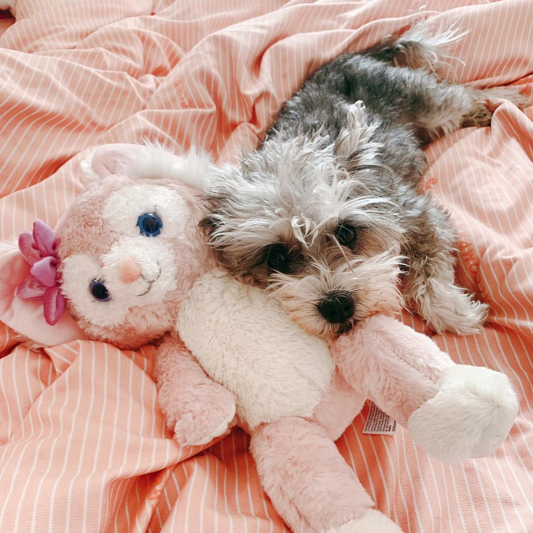 王小乖是个雪纳瑞