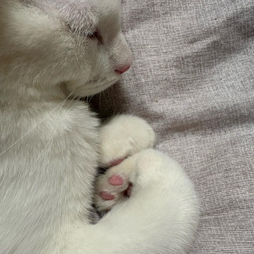 I wanna be a 🪨石头