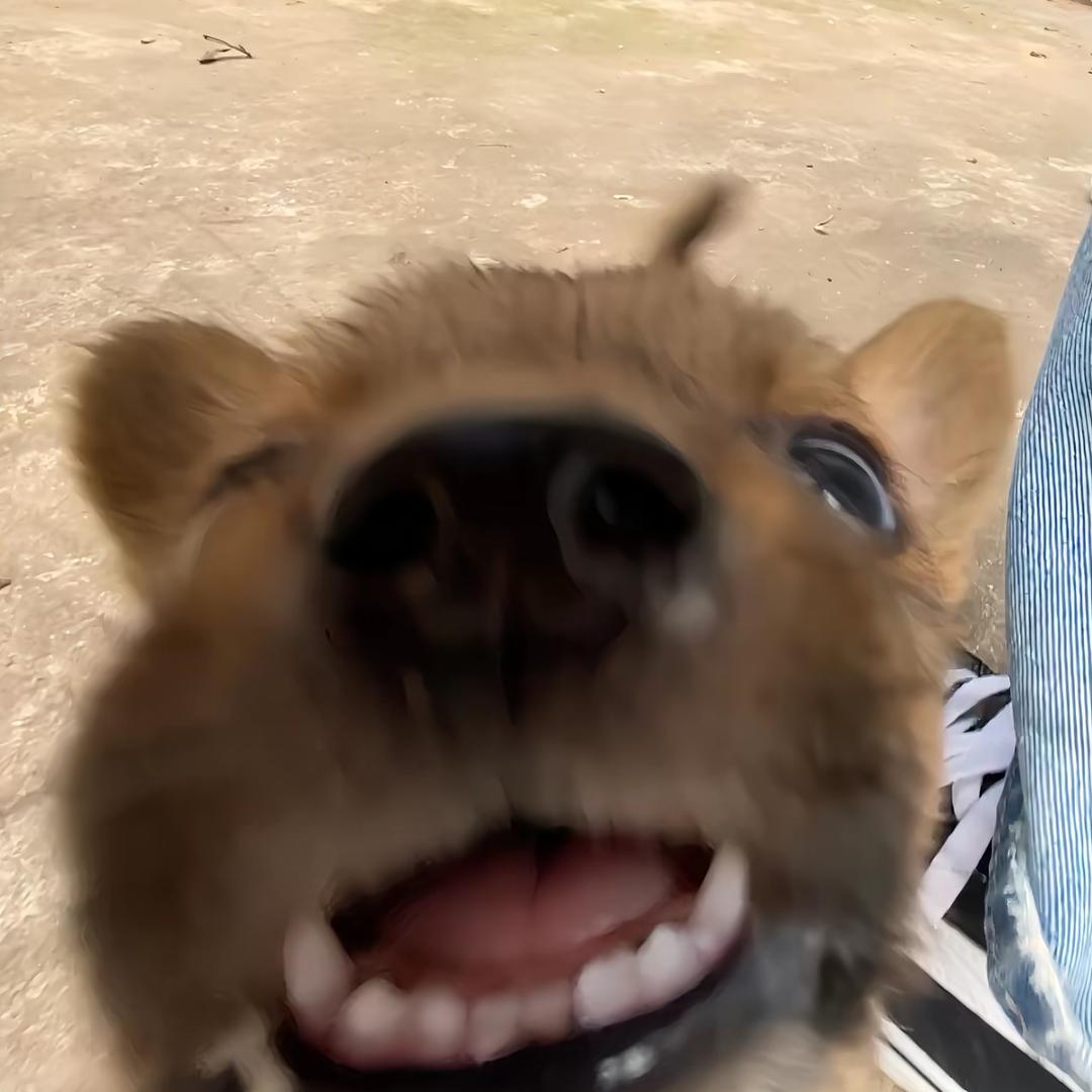 小懒（同款在橱窗)