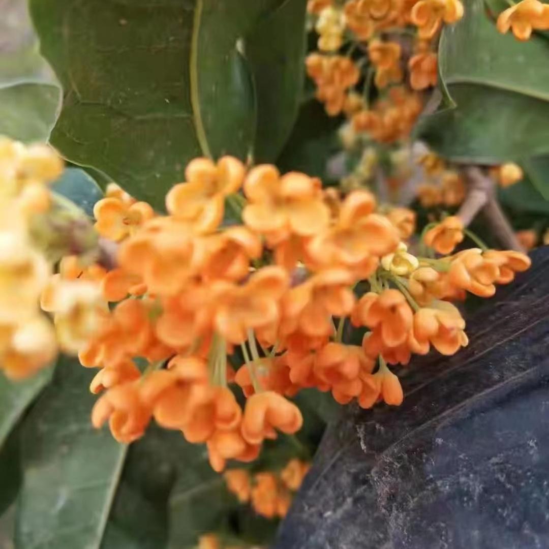 青州市艺鑫花卉盆景园