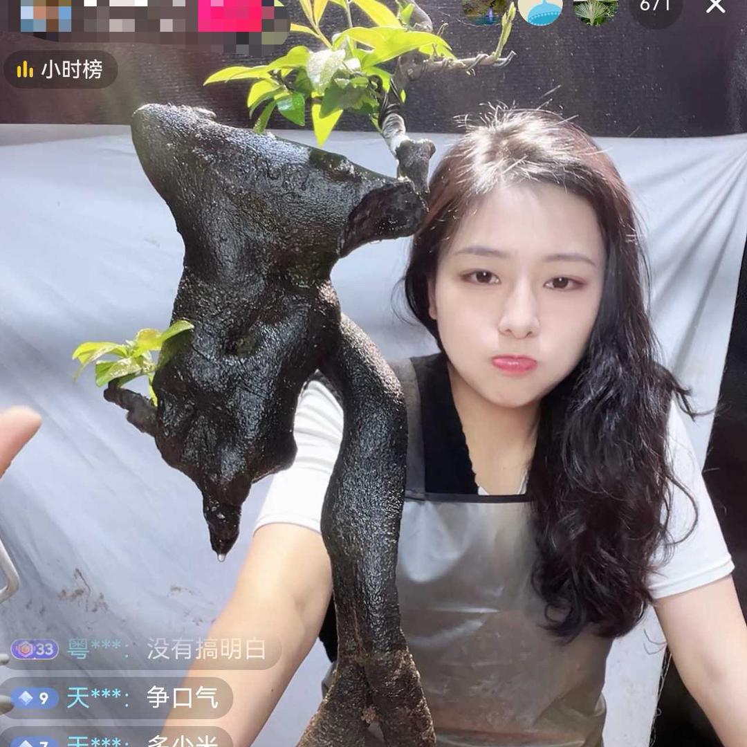 海燕二妹金弹子