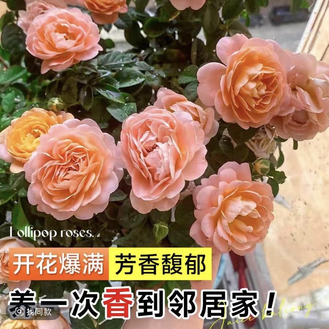荃茗圃苗木店