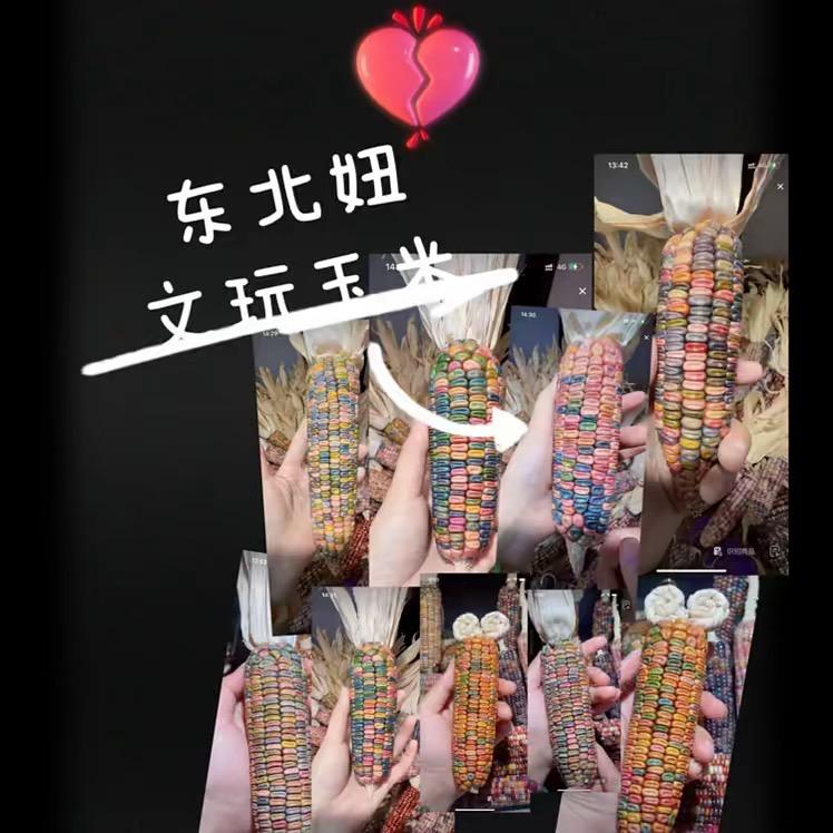 东北妞🌽文玩玉米批发
