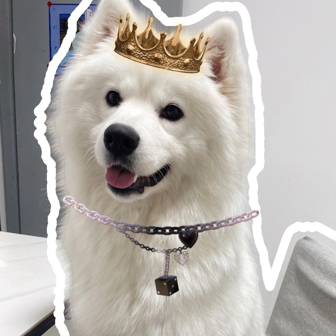 哼唧唧是萨摩耶