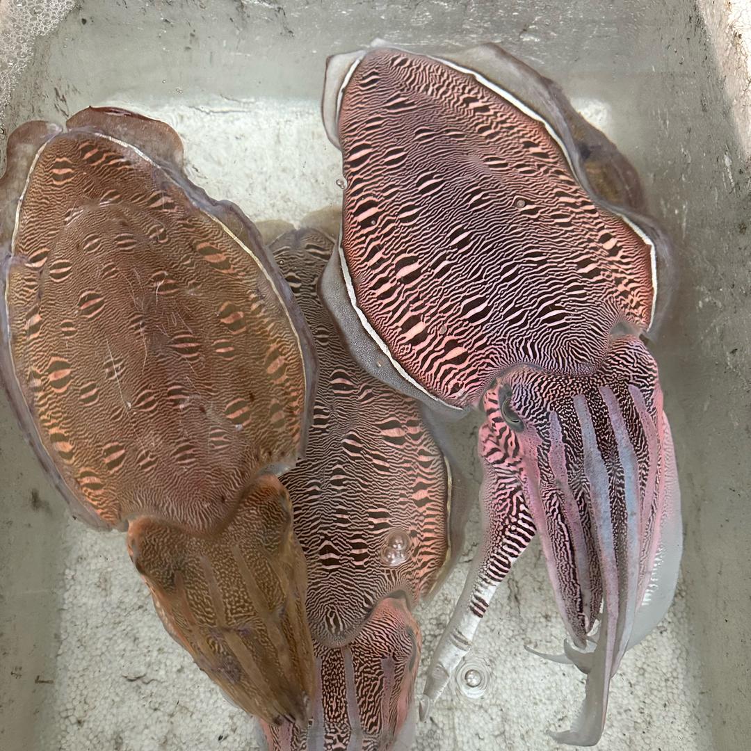 当码头海鲜