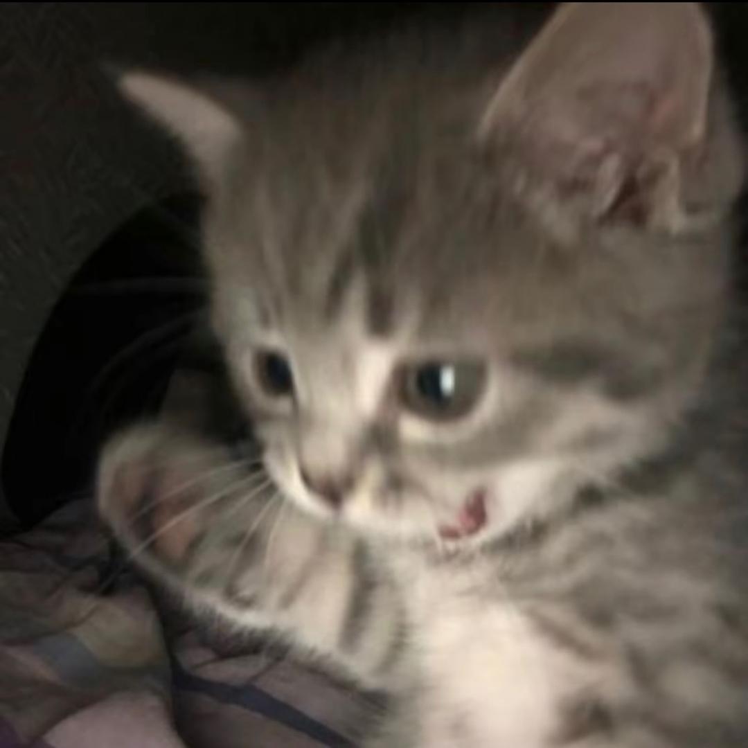 鱼丸.