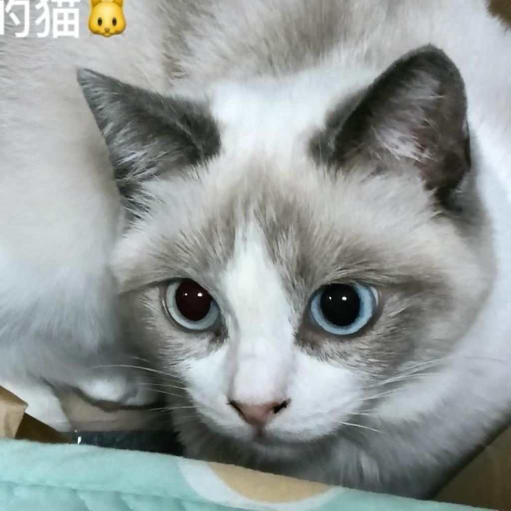 猫猫爱玩游戏（飞机大厨版）