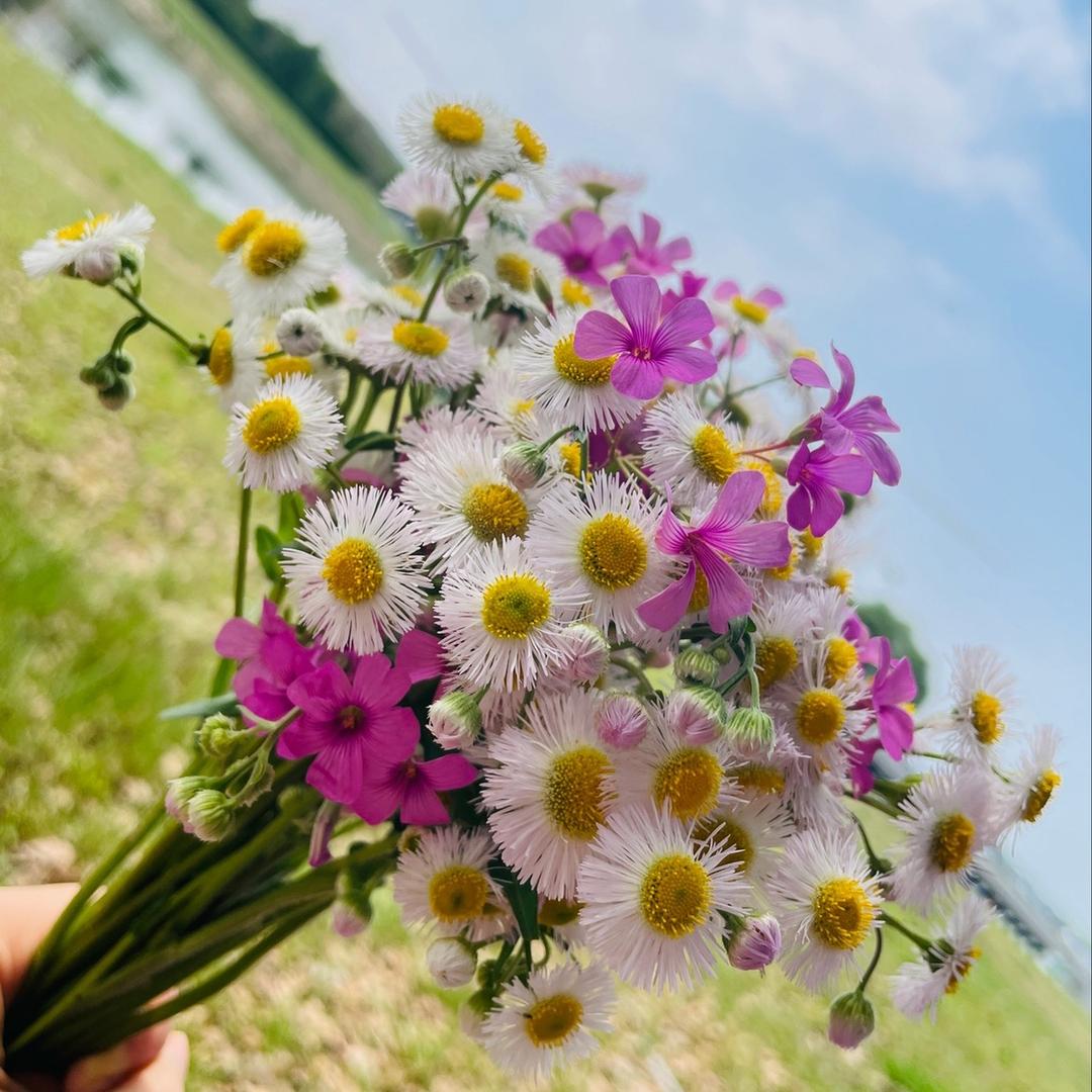 爱捣蛋的小毛球