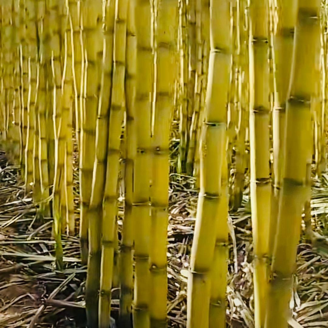 华哥水果玩家