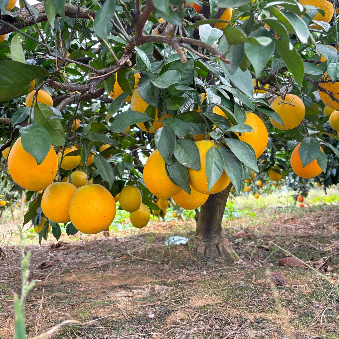 正宗富川纽荷尔脐橙