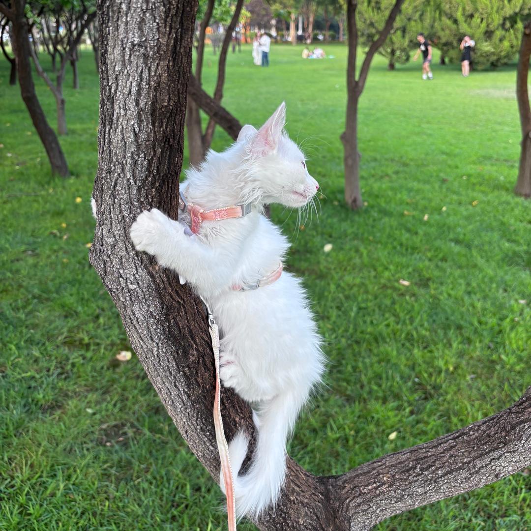 白话猫🐱.