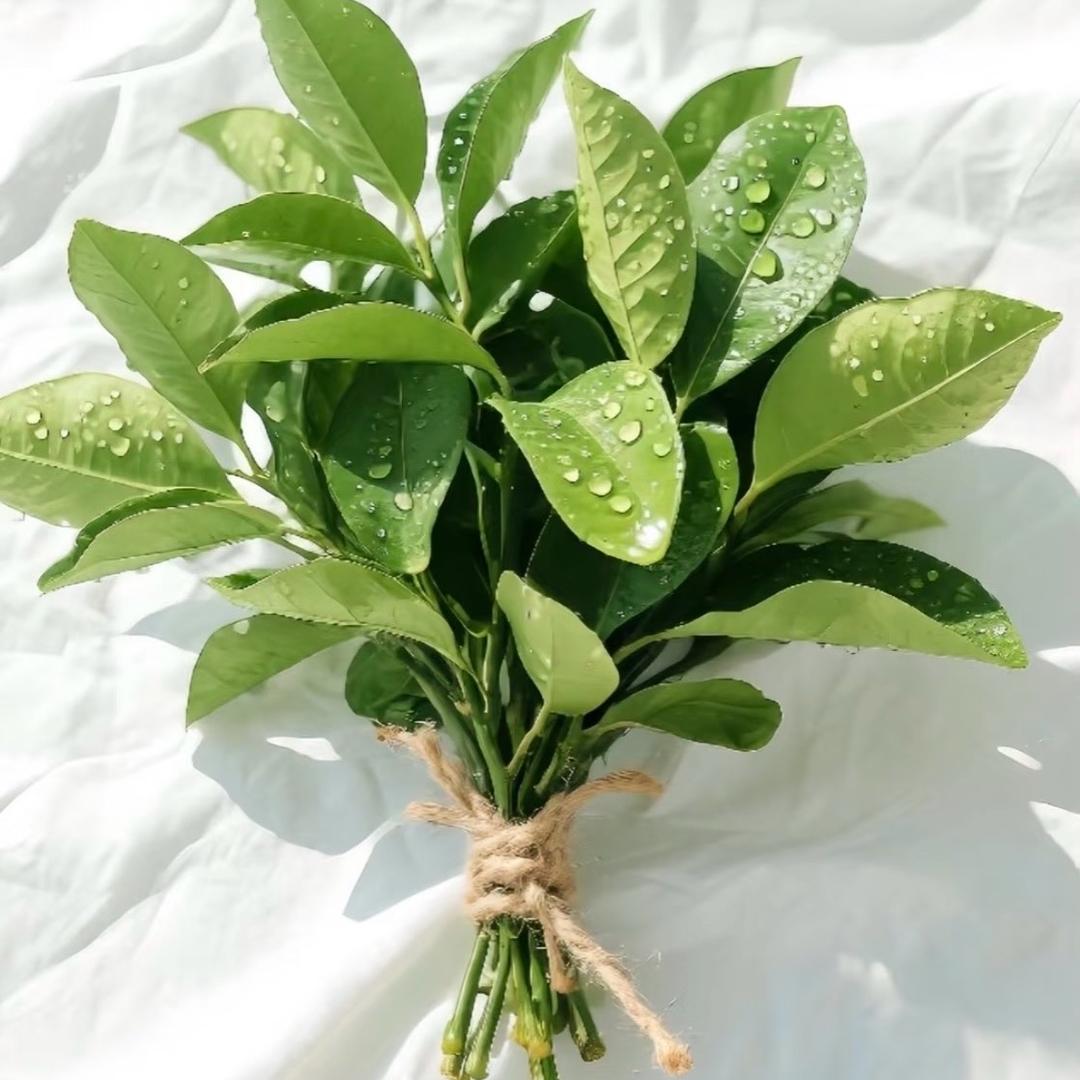 Honey"ʕ ᵔᴥᵔ ʔ