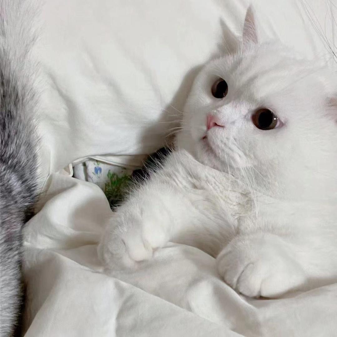 肥猫精灵