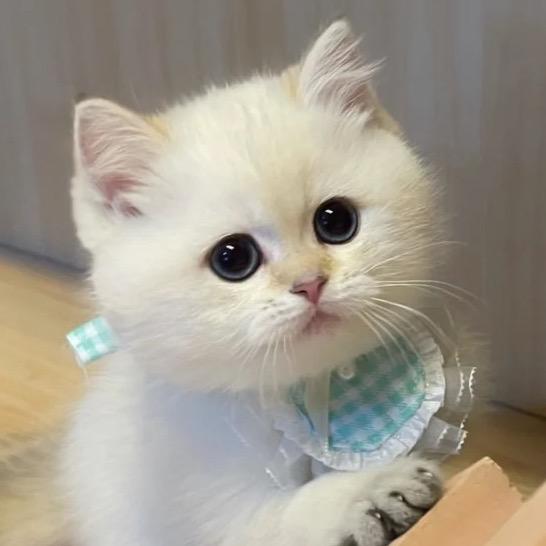 王炸炸w