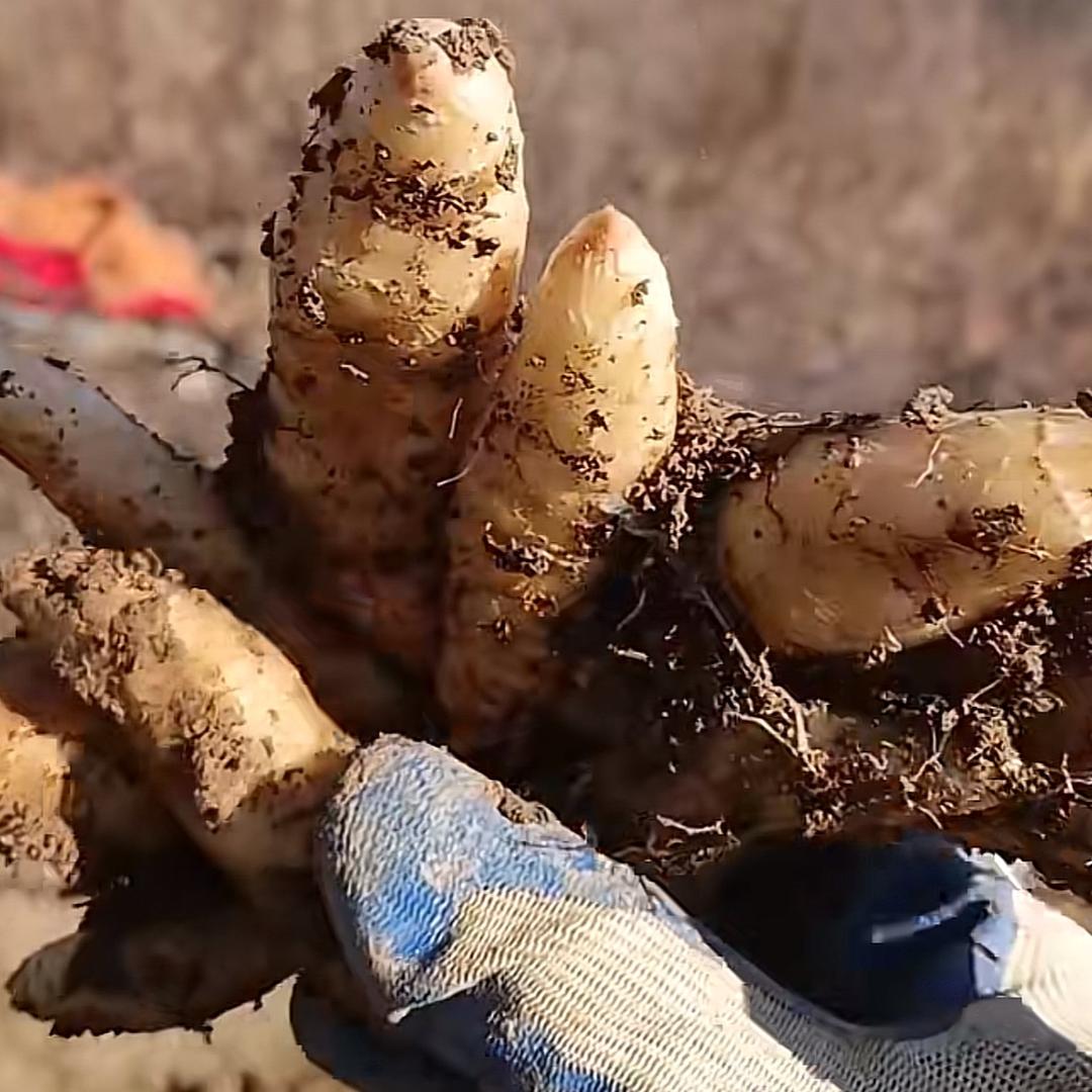 黄柏山生态天麻