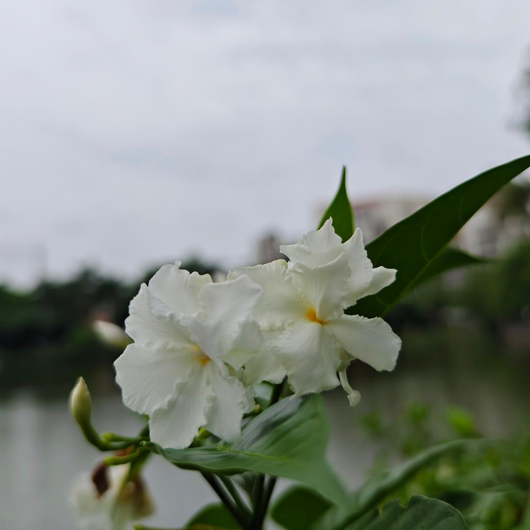 沃野那喇