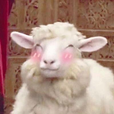 张绵羊🐑