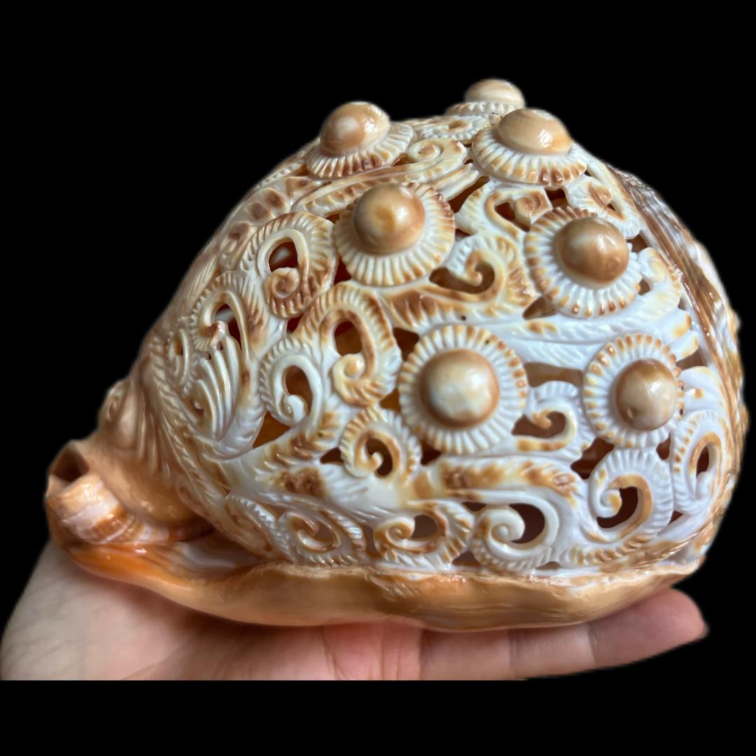 贝海藏珍