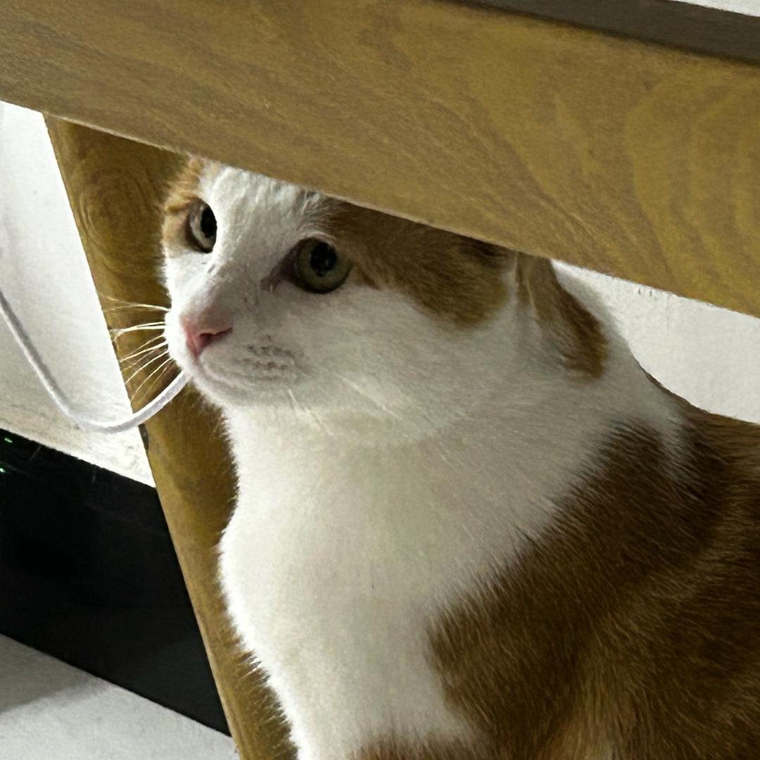虾饺呀