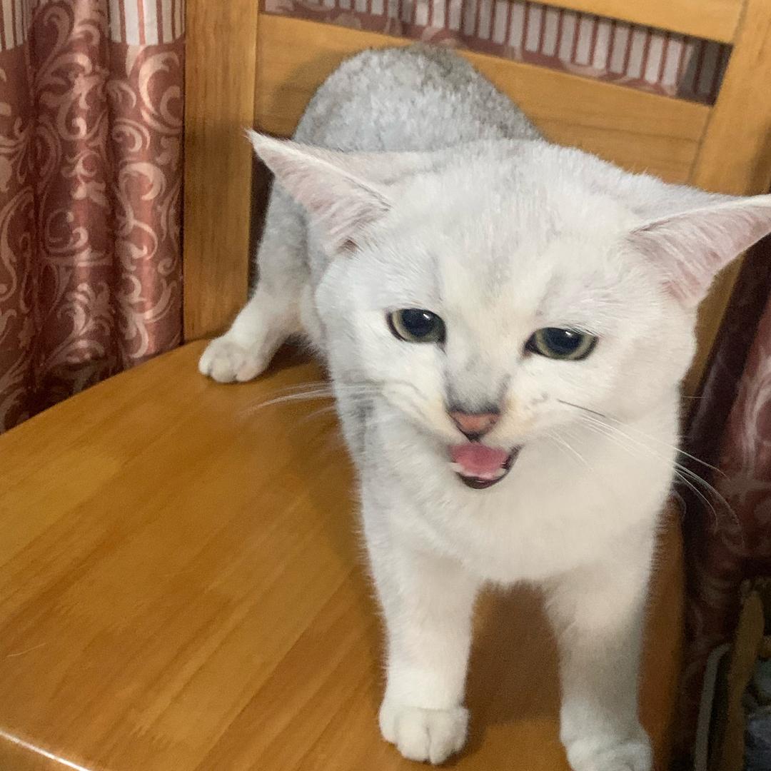 杨成冰美式