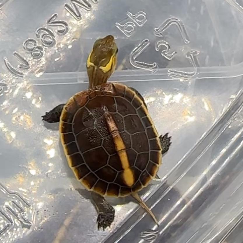 养啥龟能发财？🐢（浇水哥）