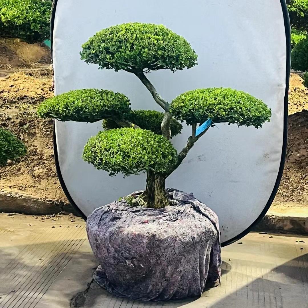 黄杨造型树盆景园艺