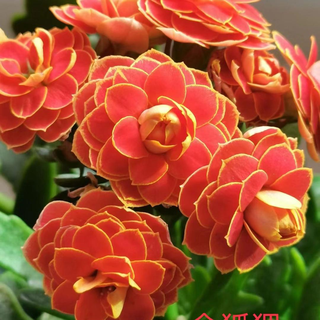 一缕阳光花卉