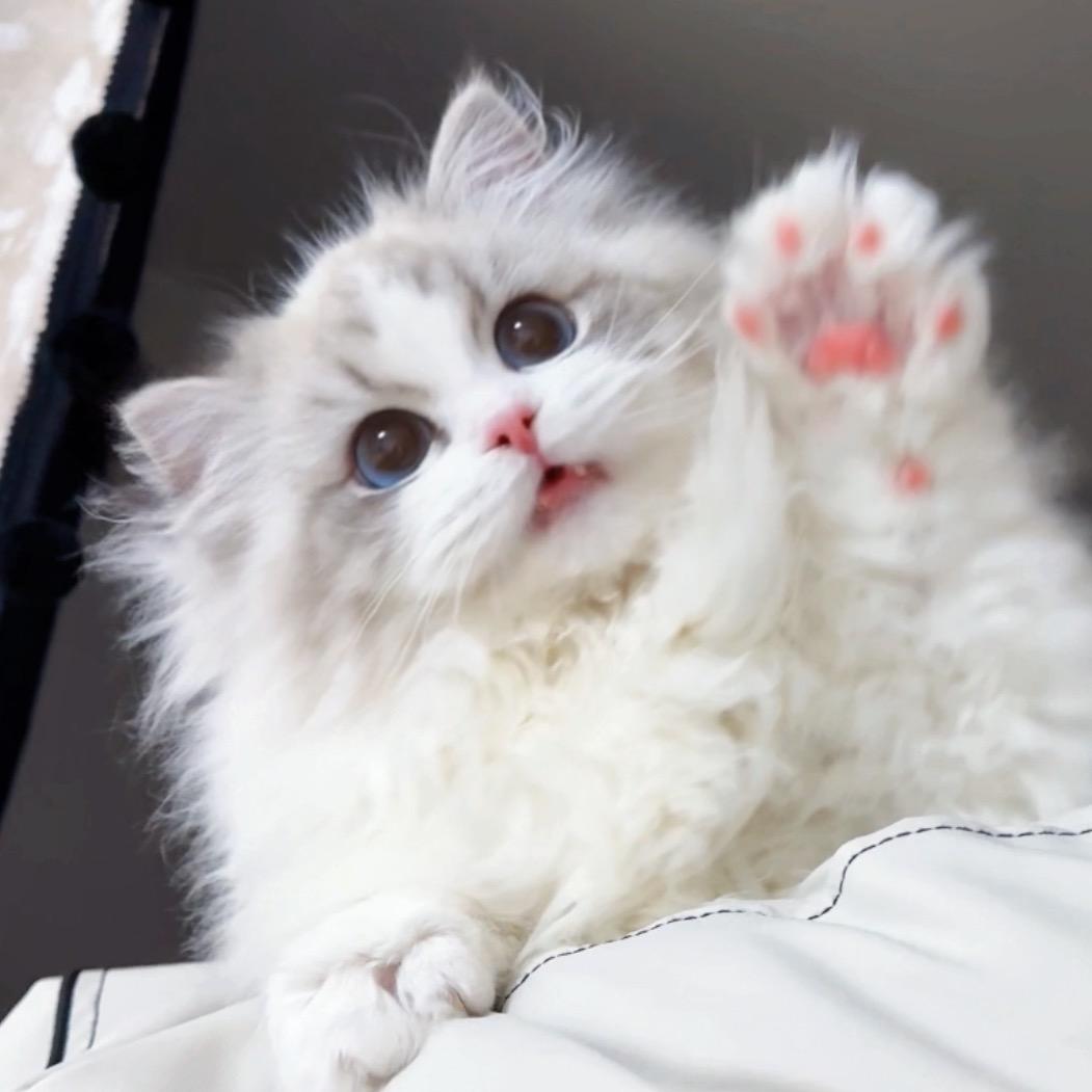 桃酱的布偶猫