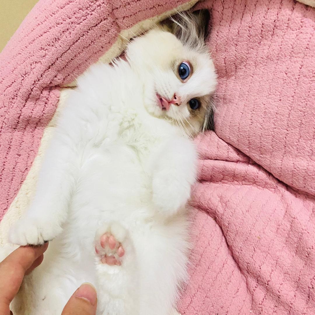 臭臭是只小仙女