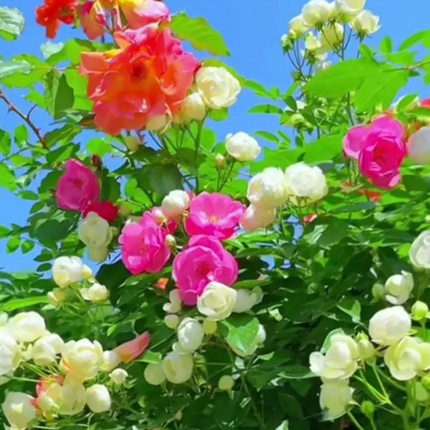 凤行者巜你好》