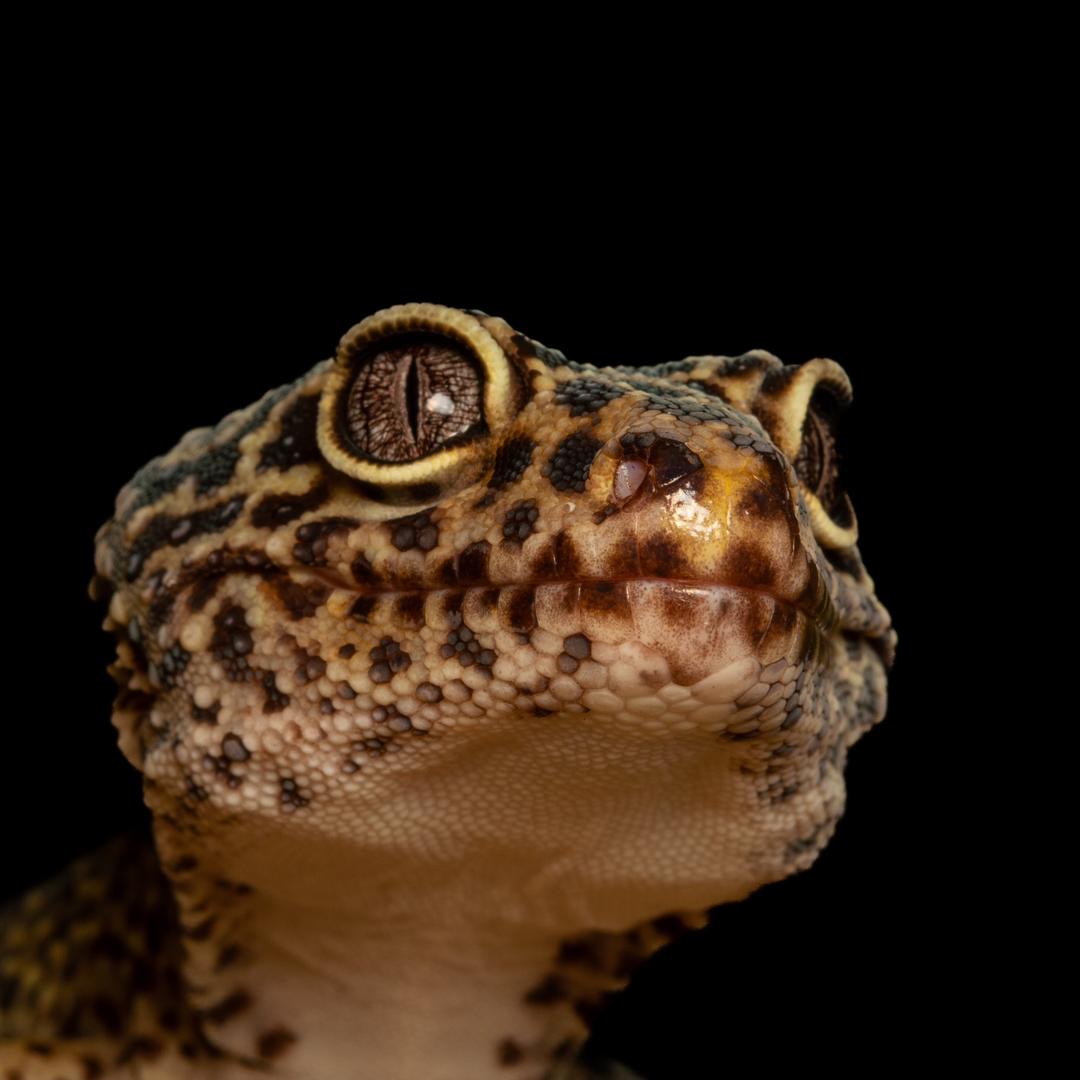 爬行森林forestofreptile