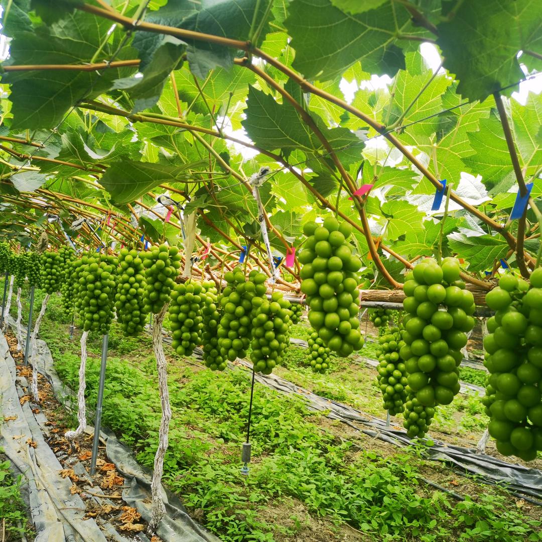 花香大果蓝莓基地