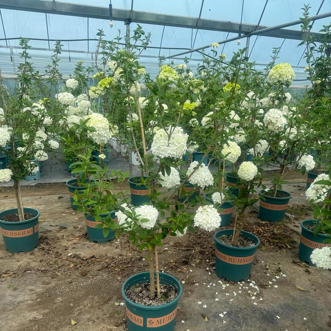 古音牟哲彦果树苗木专卖店