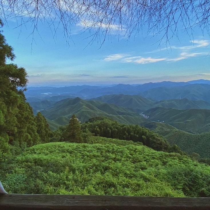 圣丰安吉白茶