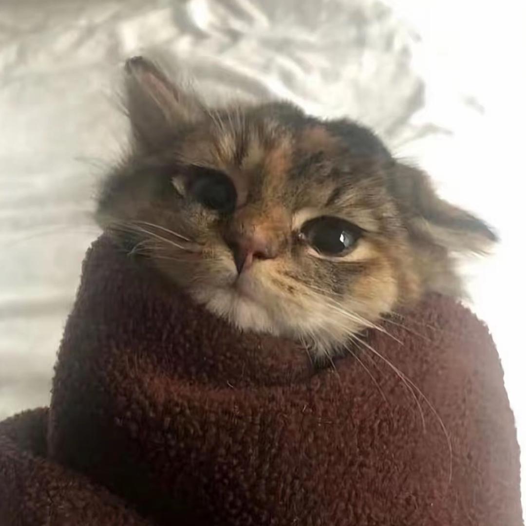 🥟
