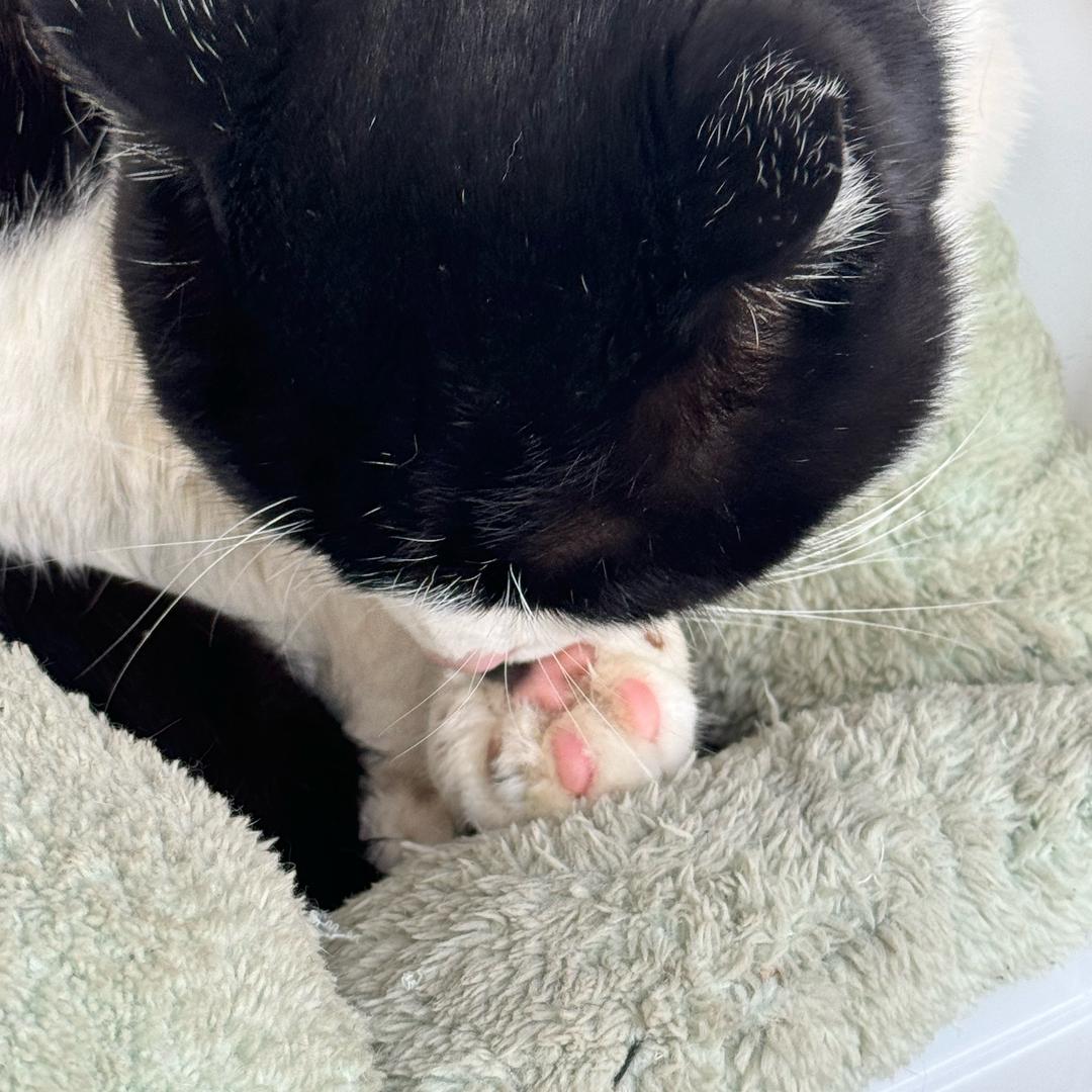 Kitty