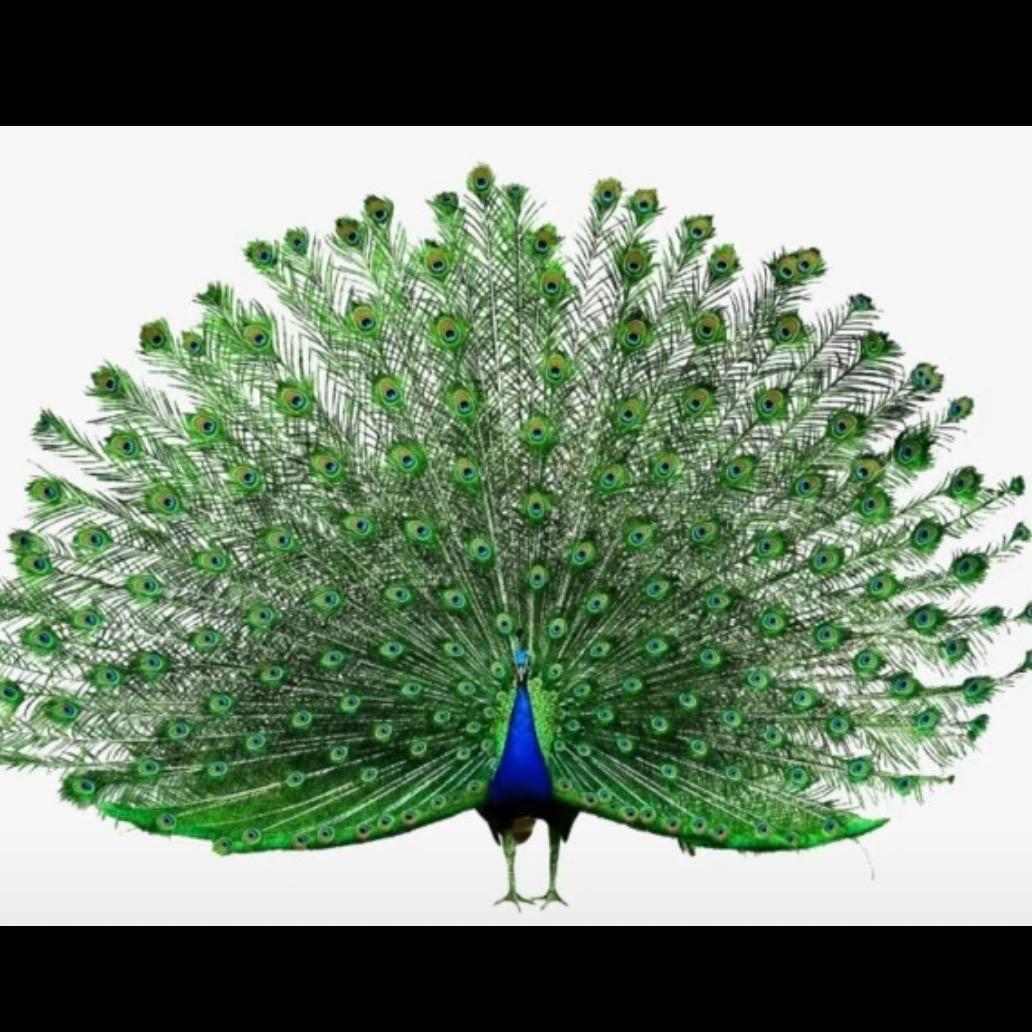 何必单恋一捶捶……