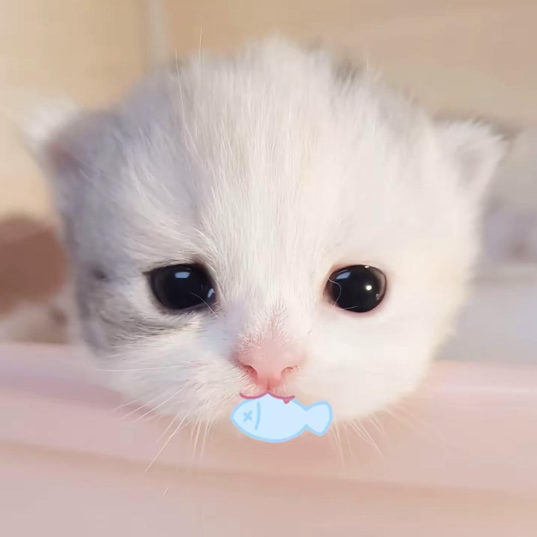 淼淼