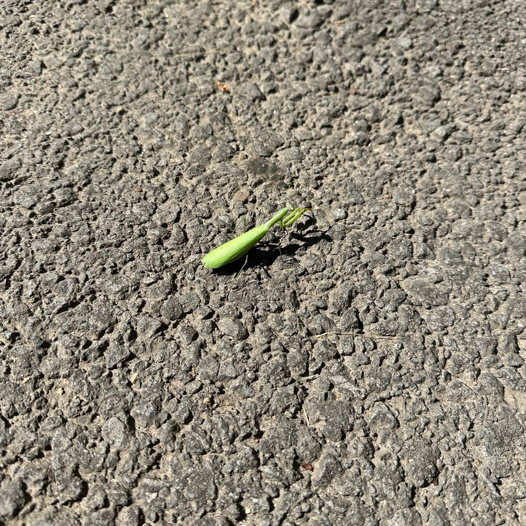 梦琪琪