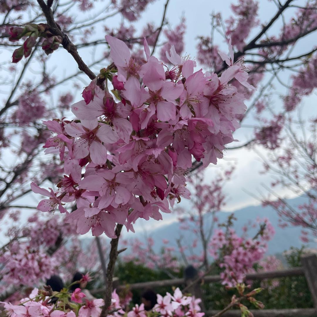 李子